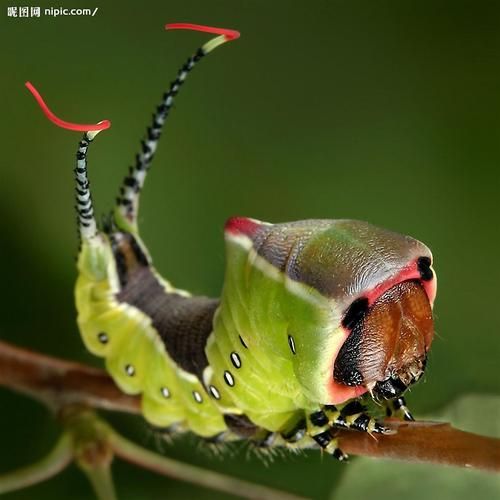 梦到大青虫是什么意思_梦到大青虫的吉凶预兆