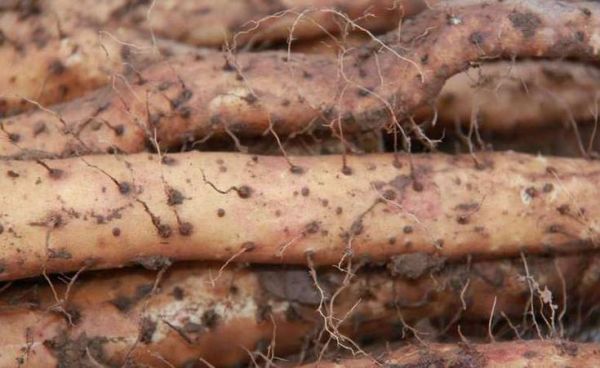 孕妇梦到山药是什么意思_孕妇梦见山药生男生女