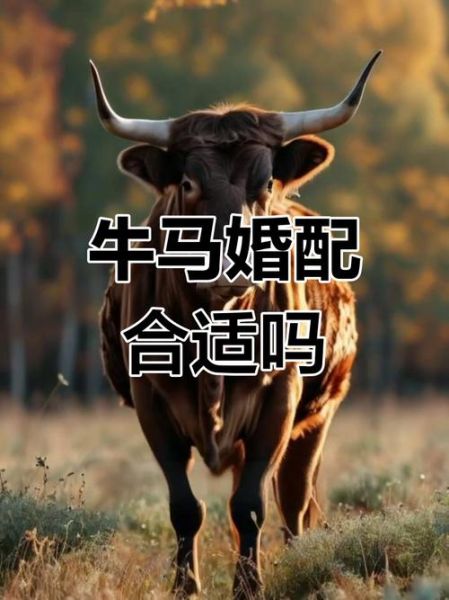 属牛和属马谁更厉害_属牛和属马哪个厉害