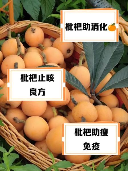 梦到吃枇杷是什么意思_梦见枇杷是吉兆吗