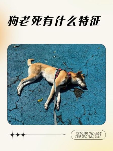 梦到狗老了_意味着什么