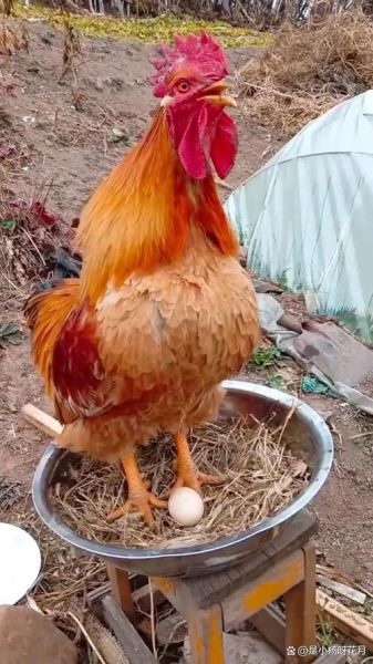 梦到鸡和鸡蛋什么预兆_梦见鸡下蛋是什么意思