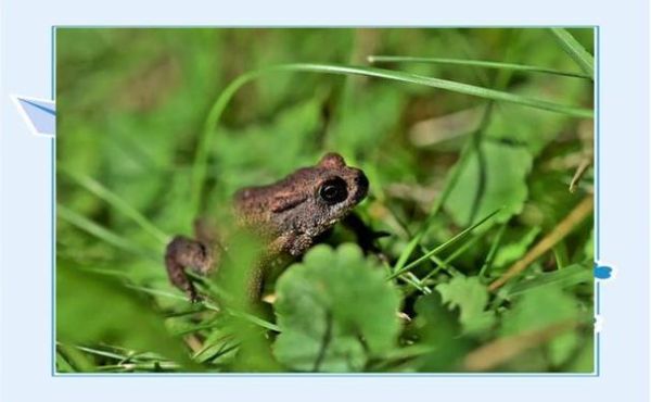 梦到打蟾蜍是什么意思_蟾蜍在梦里被打预示什么