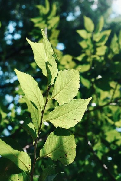 梦到被绿是什么意思_如何化解梦中被绿的焦虑