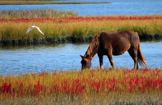 梦到小马是什么意思_梦见小马驹预示什么