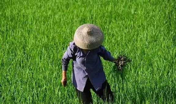 梦到农田是什么意思_梦见农田代表什么