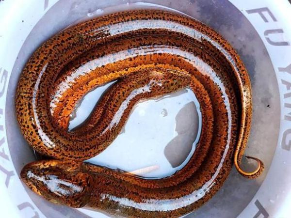 梦到好多黄鳝怎么回事_周公解梦与心理暗示