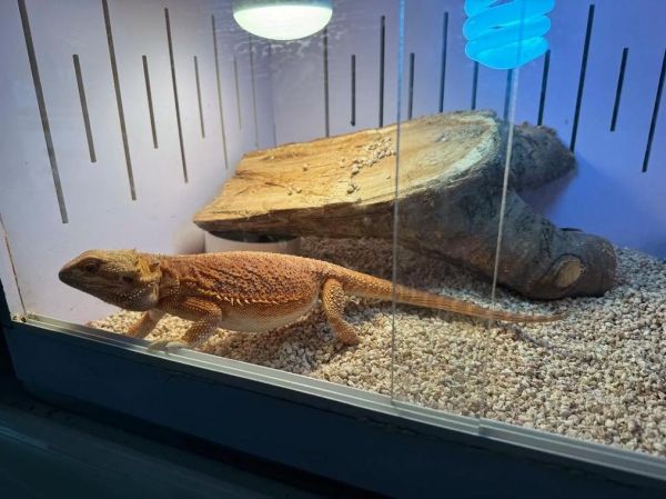 孕妇梦到蜥蜴是什么意思_孕妇梦见蜥蜴生男生女