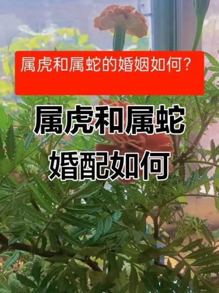 蛇虎属相合吗_属蛇和属虎的婚姻配对分析