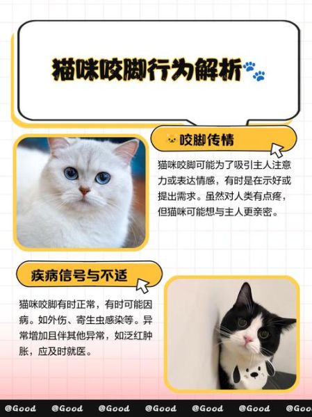 梦到被猫咬脚是什么意思_如何化解噩梦
