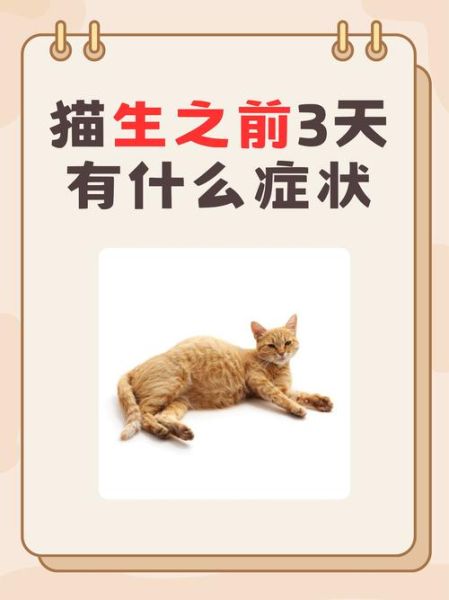 梦到生了一只猫_是什么意思