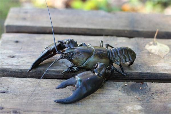 梦到抓到虾是什么意思_梦见抓虾预示什么