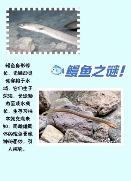 梦到抓鳗鱼是什么意思_梦见抓鳗鱼好不好