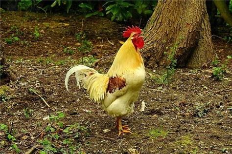 怀孕梦到大公鸡是什么意思_怀孕梦见公鸡生男生女