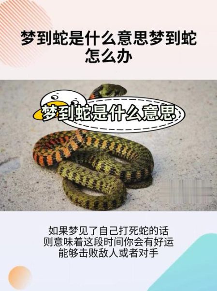 梦到窗户上有蛇_是什么意思