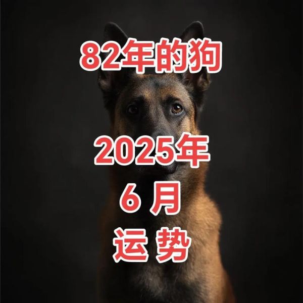 82属狗2019每月运势_82年狗2019年运势如何