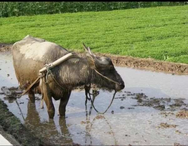 梦到耕田是什么意思_梦到耕田预示什么