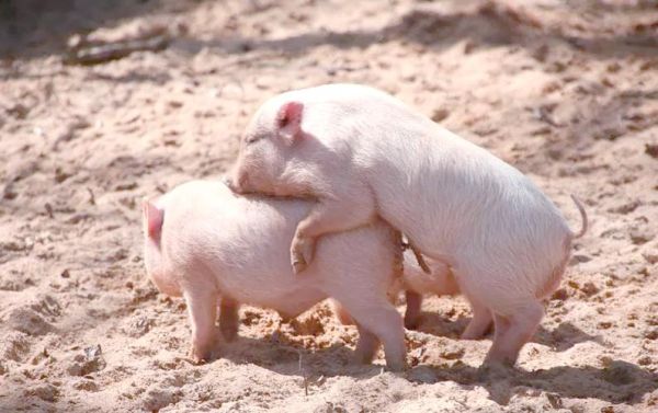 猪和马属相配吗_猪马婚姻合不合