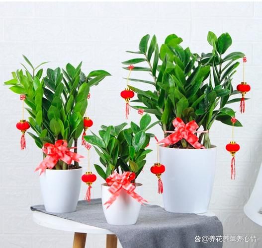 门市养什么花增加财运_门市招财植物推荐