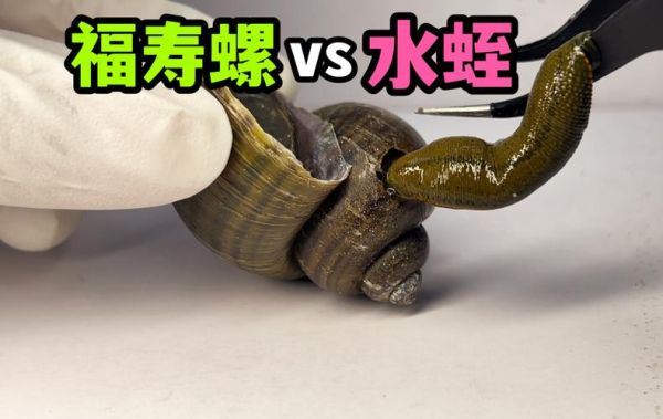 梦到水蛭钻到身体里边_是什么预兆