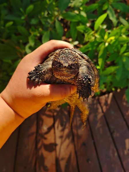 梦到被乌龟咬是什么意思_被乌龟咬了预示什么