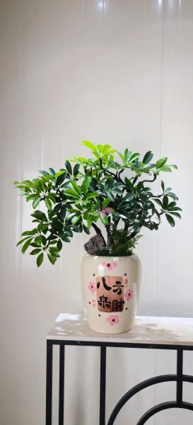 财运字盆景图片_如何摆放招财