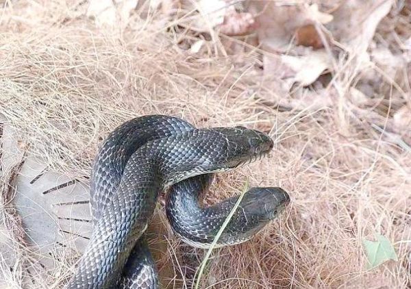 梦到黑蛇是什么意思_黑蛇梦境预示什么