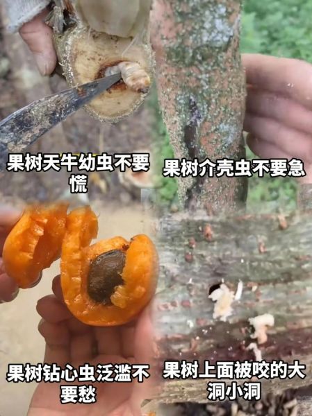 梦到树生虫是什么意思_梦到树生虫预示什么