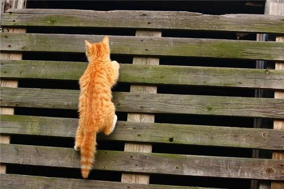 梦到爬上墙是什么意思_梦见爬墙成功预示什么