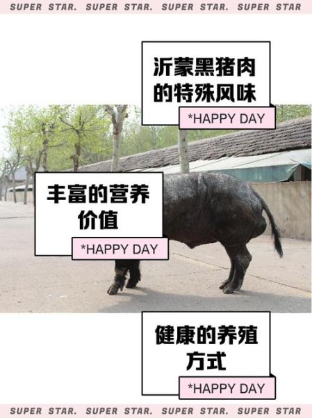 青龙黑猪合不合_青龙黑猪婚姻运势