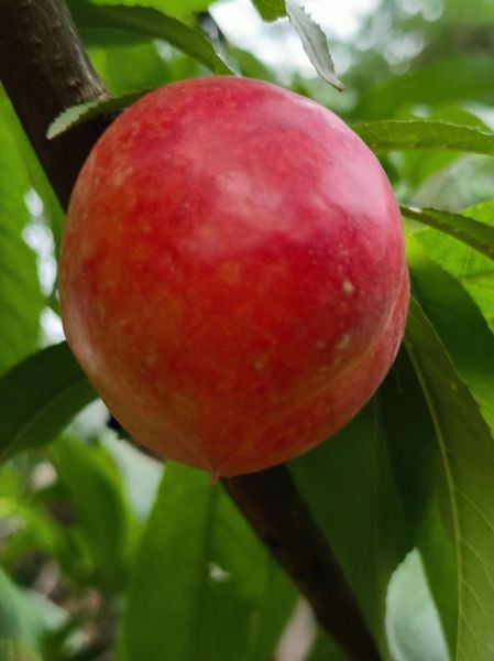 梦到吃油桃是什么意思_油桃梦境解析