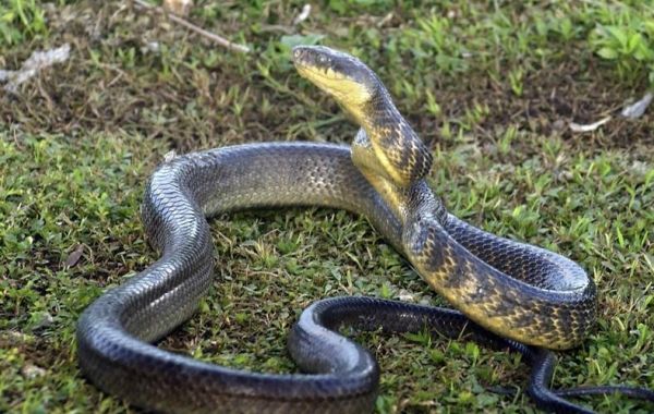 孕妇梦到无头蛇_胎梦预示什么