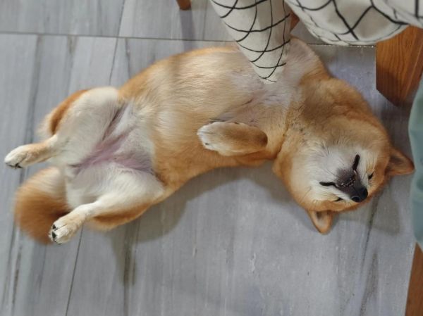 梦到摸大象是什么意思_梦见摸大象预示着什么