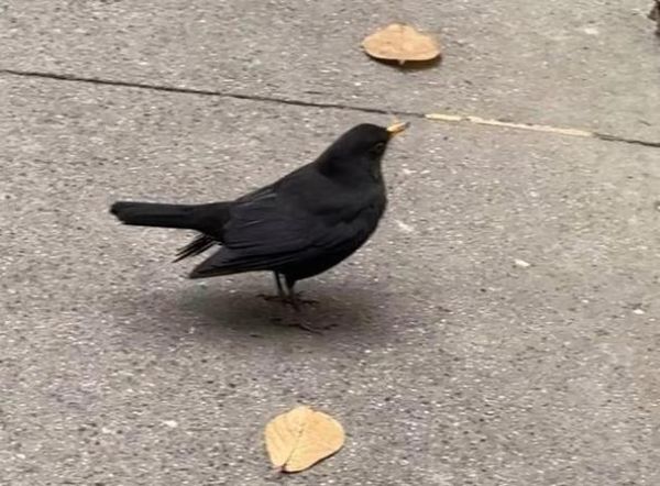 梦到动物拉屎是什么意思_动物拉屎梦境解析