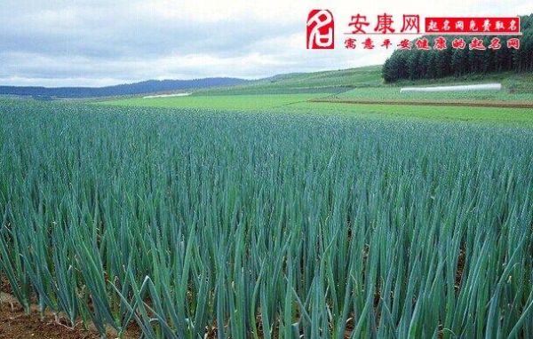 梦到挖田是什么意思_梦见挖田预示什么