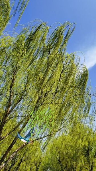 梦到柳枝是什么意思_柳枝梦境解析