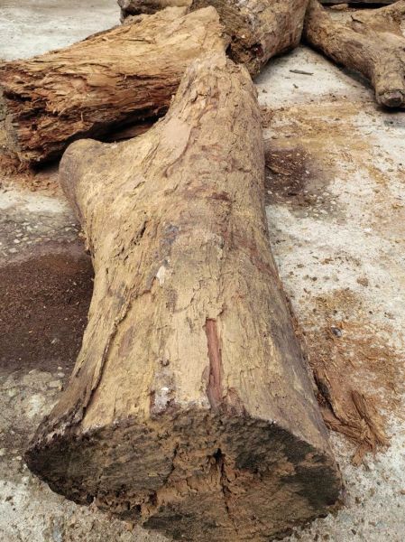 梦到捡木材是什么意思_梦见捡木材好不好