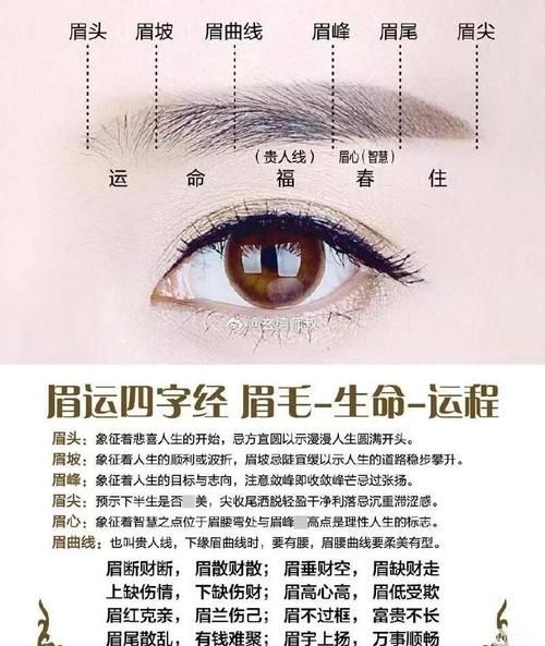 眉型运势怎么看_不同眉型代表什么命运