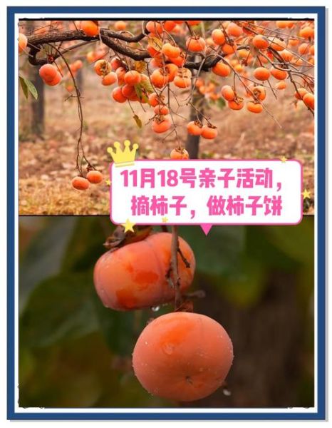 梦到捡柿子是什么意思_梦见捡柿子好不好