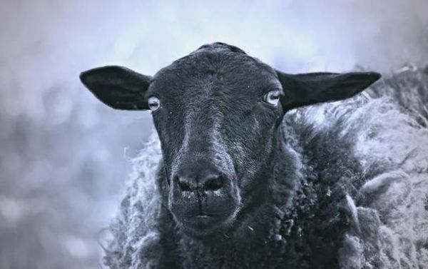 梦到被羊咬是什么意思_被羊咬梦境解析