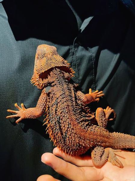 蜥蜴适合什么属相养_蜥蜴风水禁忌有哪些