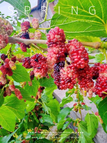 梦到桑椹是什么意思_桑椹在梦里代表什么