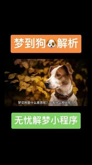 梦到狗跟着自己_是什么意思