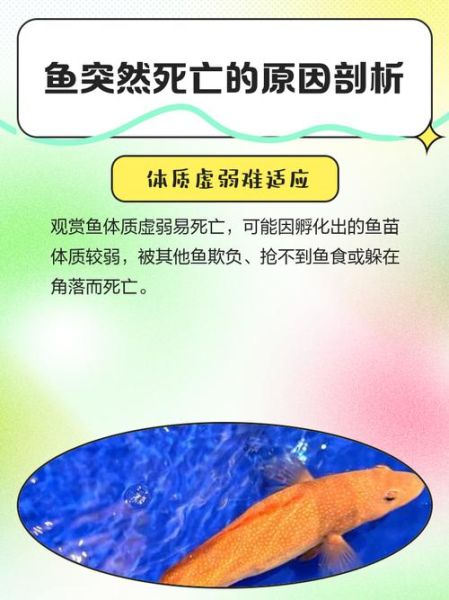 梦到鱼死而复生是什么意思_梦见鱼复活预示什么