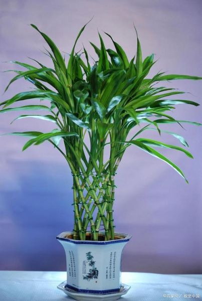 属相适合养什么植物_风水绿植怎么选