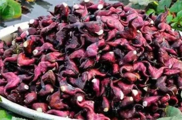 梦到菱角财运_梦见菱角预示什么