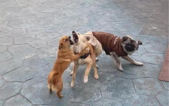 梦到狗吃羊是什么意思_如何化解