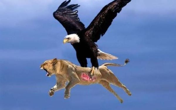 梦到鹰死了_预示什么