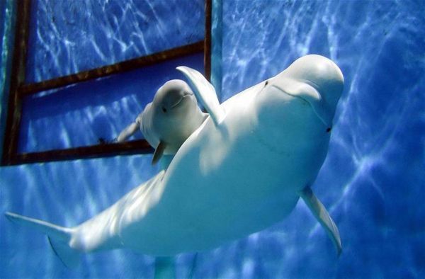 怀孕梦到鲸鱼是什么意思_孕妇梦见鲸鱼生男生女