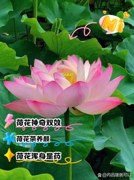 孕妇梦到荷花是什么意思_荷花胎梦预示什么